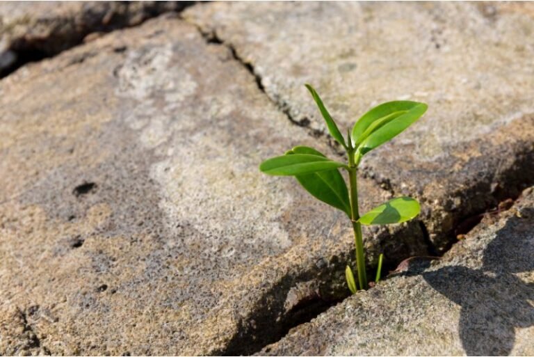 creciendo frente a la adversidad