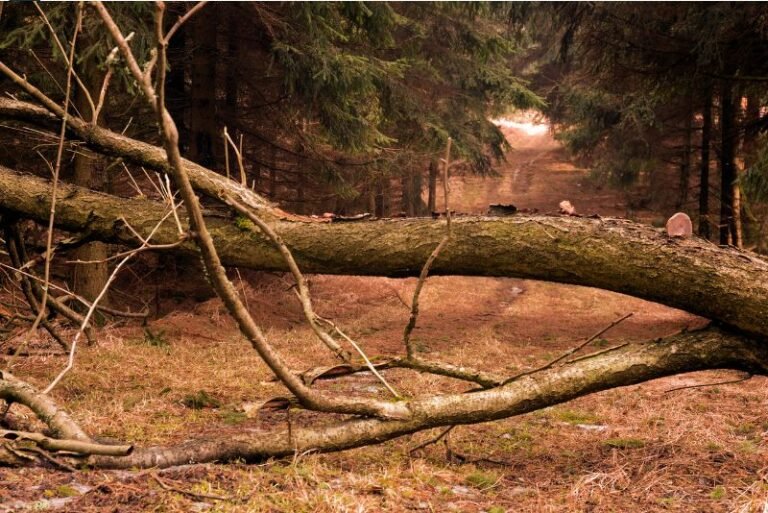 Arbol obstaculizando el camino